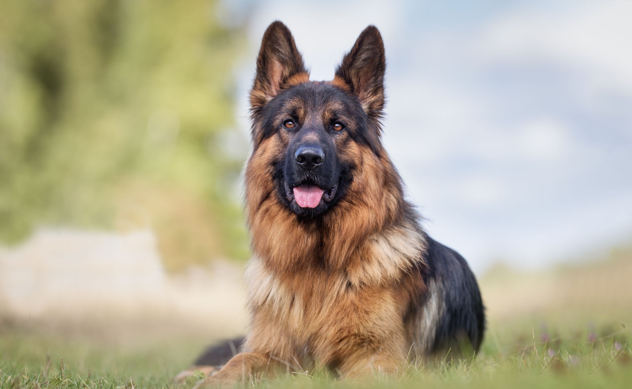 collar blind dog