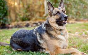 collar blind german shepherd