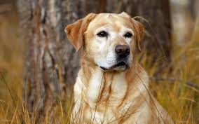 collar blind labrador